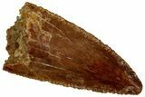 Serrated Raptor Premaxillary Tooth - Real Dinosaur Tooth #297794-1